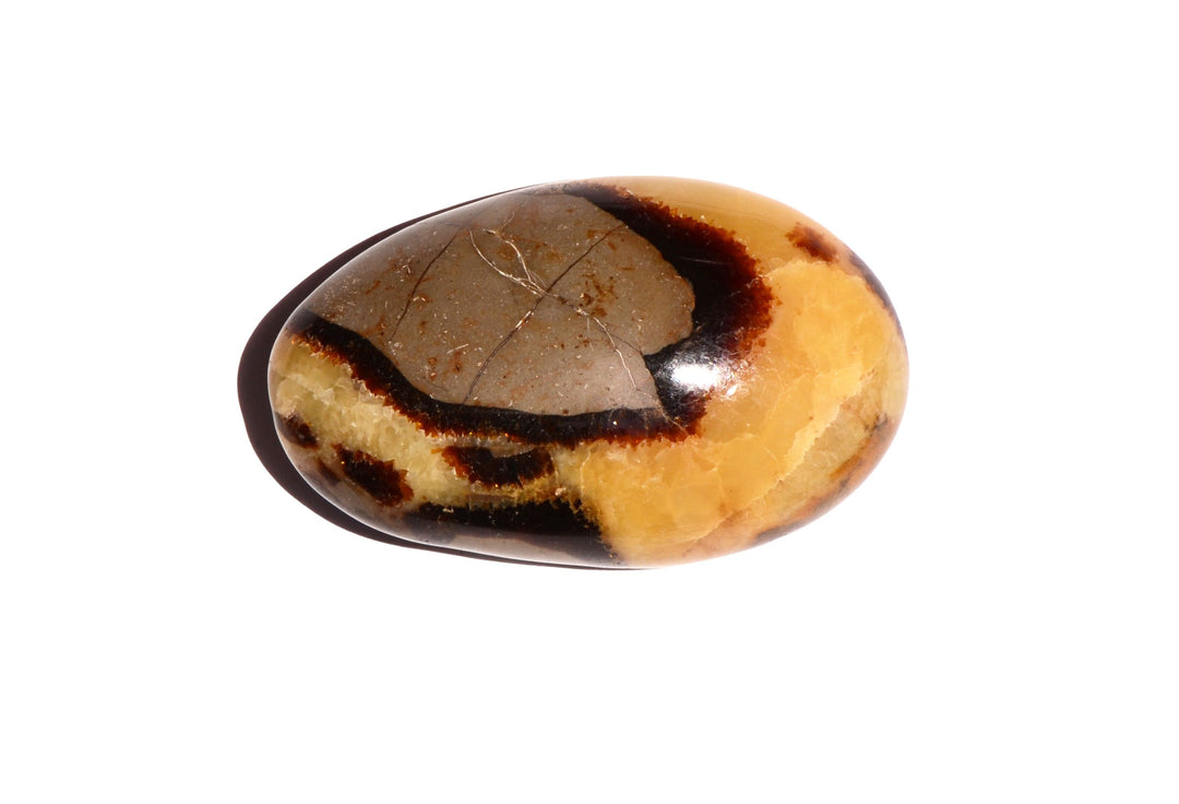 Septarian Nodule Palm Stone - Polished