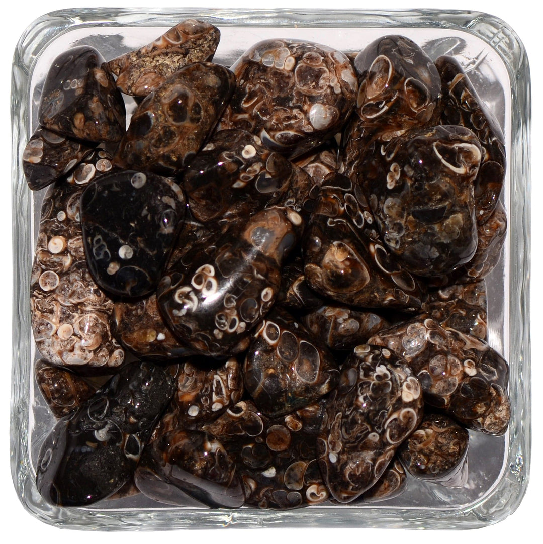 Turritella Agate Tumbled Stone - Polished