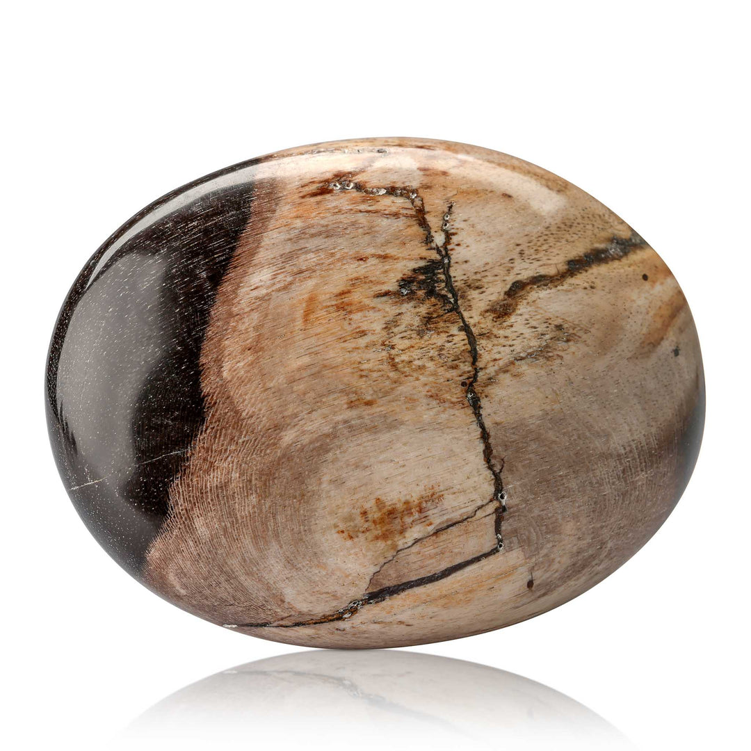 Petrified Wood