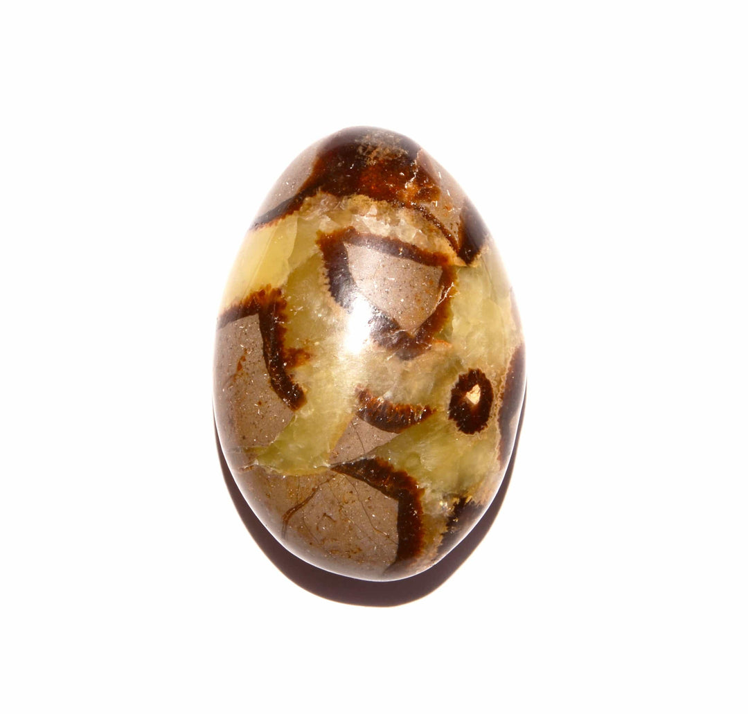 Septarian Nodule Palm Stone - Polished