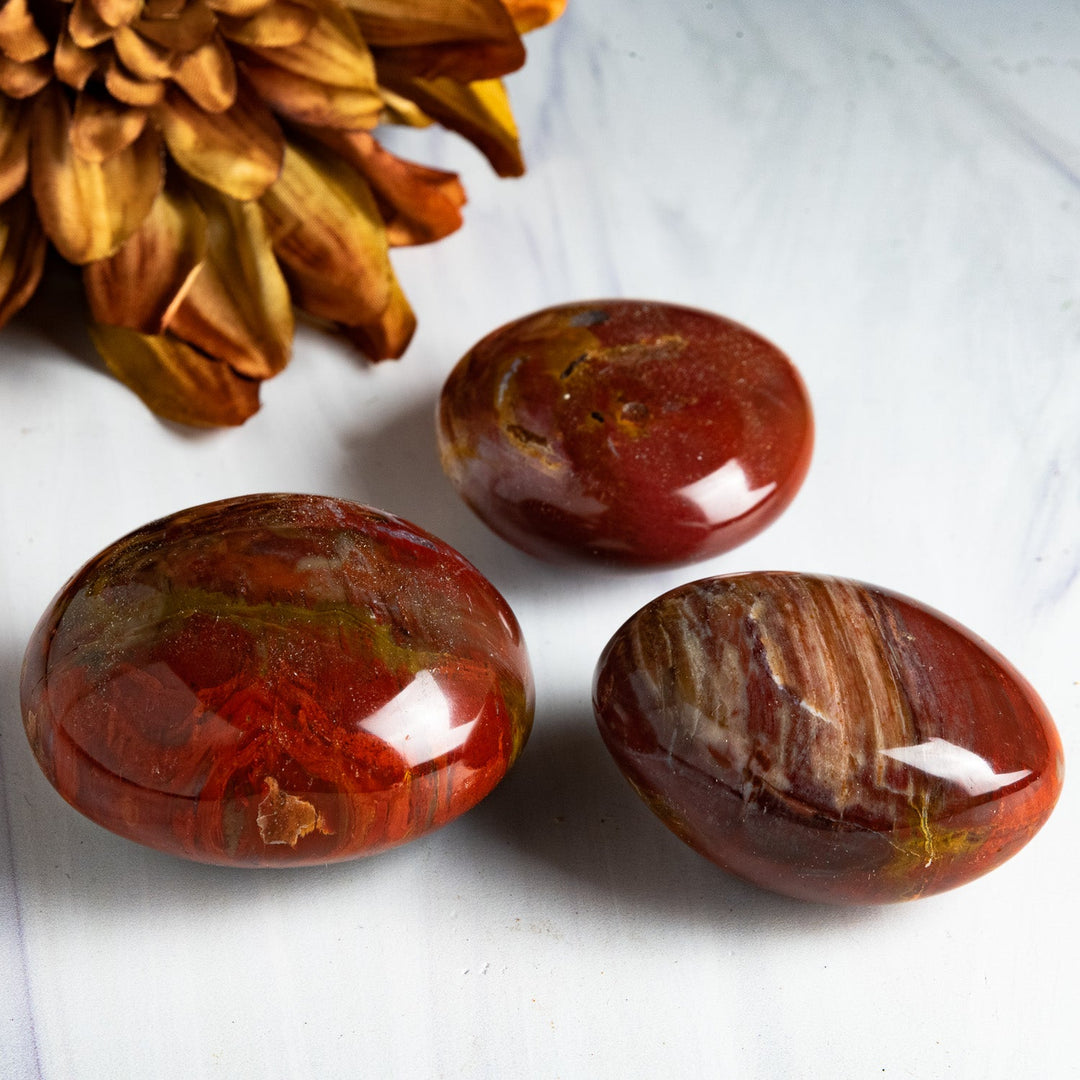 Petrified Wood Palm Stone